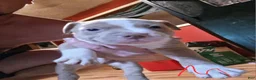 American Pit Bull Terrier dogs for sale: American Pit Bull Terrier 2 - Ad 1