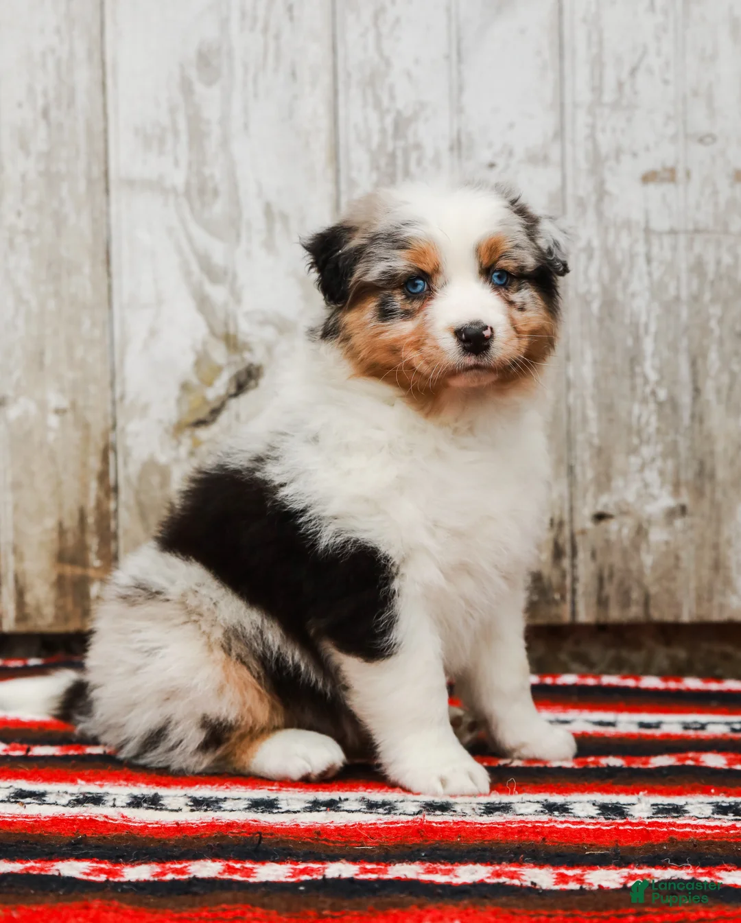 Australian Shepherd dogs for sale: Patsy - Ad 1