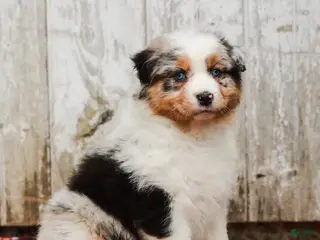 Australian Shepherd dogs for sale: Patsy - Ad 4