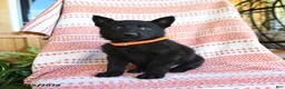 German Shepherd dogs for sale: Marsha - Ad 3