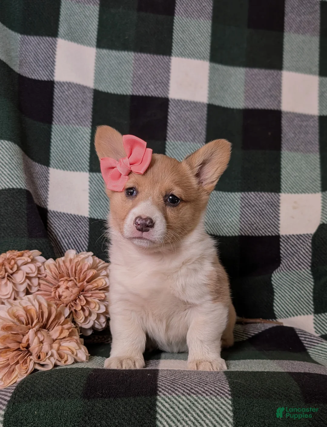 Welsh Corgi Pembroke dogs for sale: Jillian - Ad 2