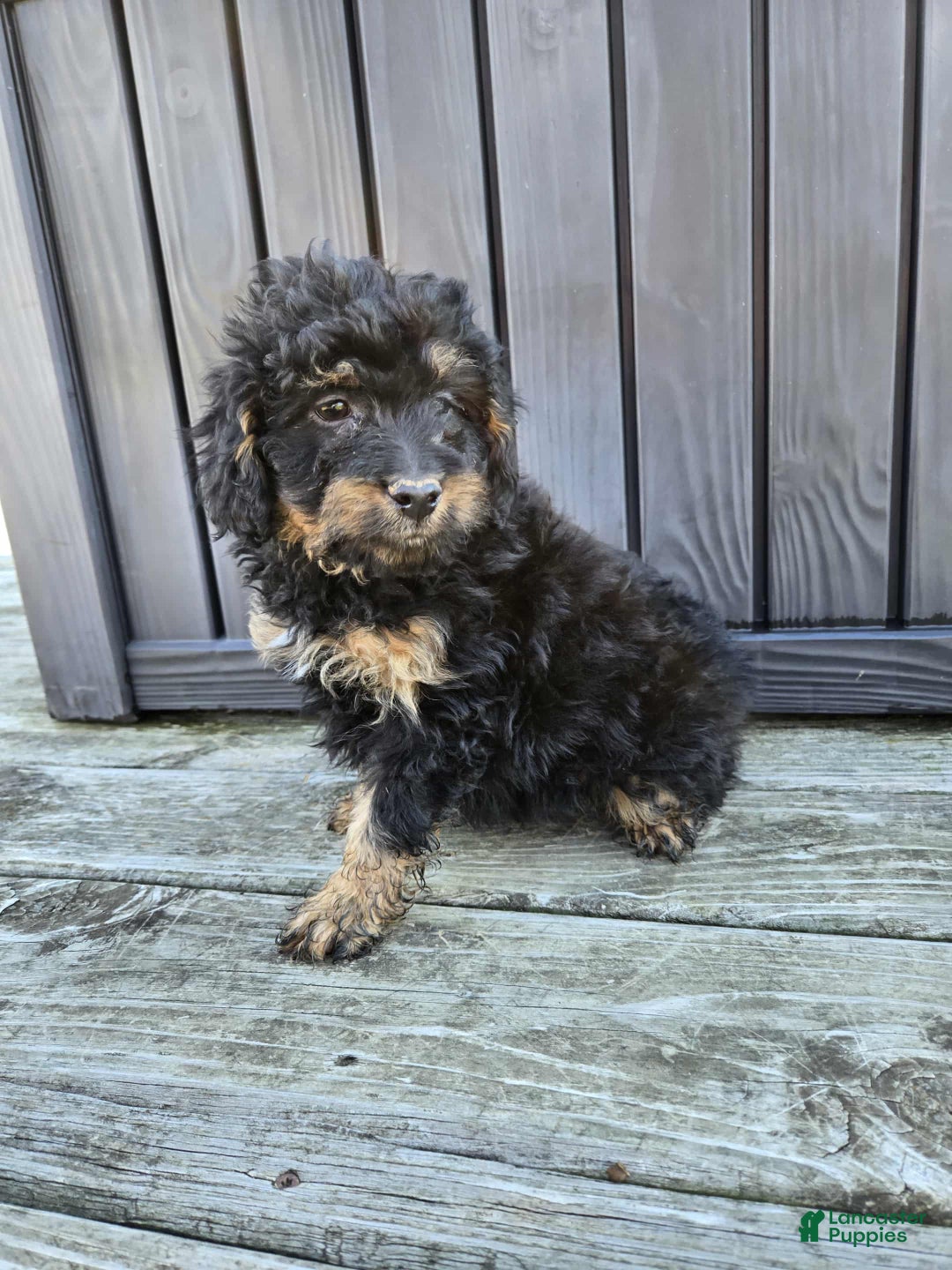 Mini Aussiedoodle dogs for sale: Mickey - Ad 1