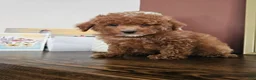 Mini Goldendoodle dogs for sale: Gala - Ad 7