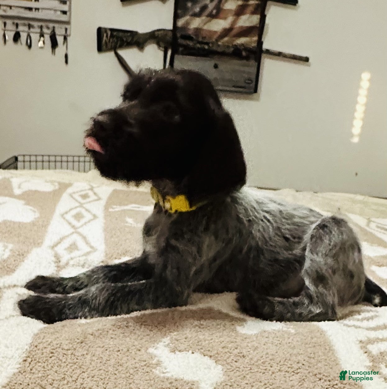 Wirehaired Pointing Griffon dogs Wirehaired Pointing Griffon ; "Yellow Collar". - Ad 1