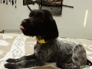 Wirehaired Pointing Griffon dogs Wirehaired Pointing Griffon ; "Yellow Collar". - Ad 5