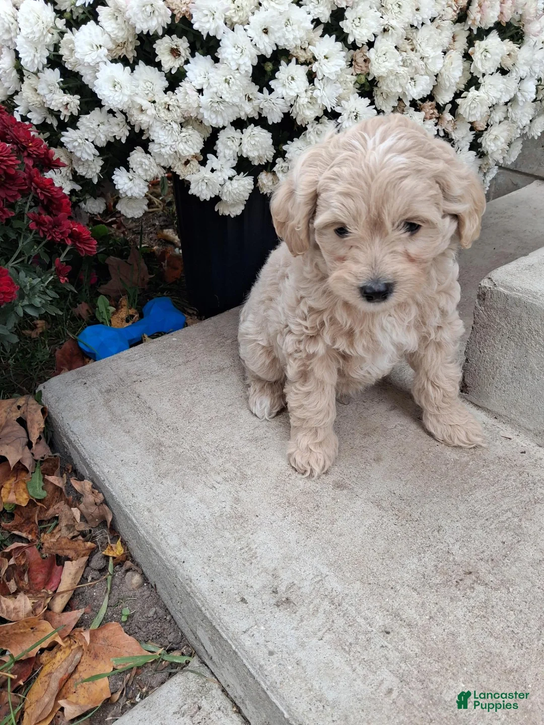 Double Doodle dogs for sale: Frank - Ad 1