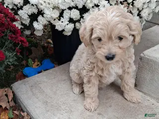 Double Doodle dogs Frank - Ad 9