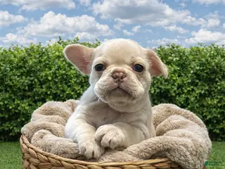 French Bulldog dogs French Bulldog Puppy - Ad 28