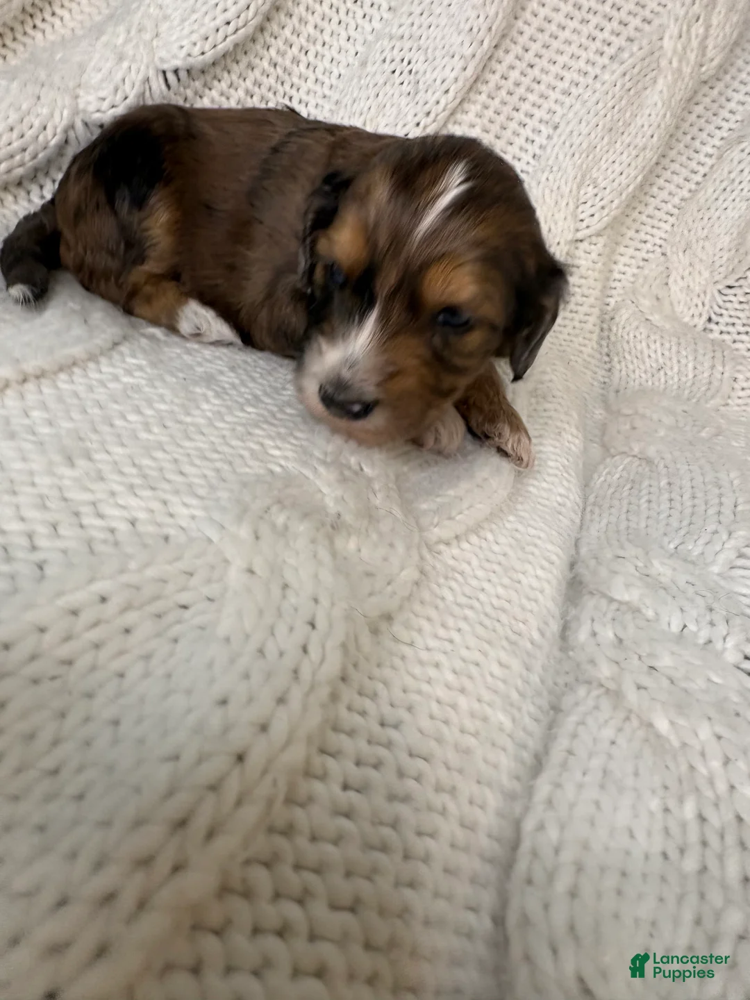 Mini Aussiedoodle dogs for sale: Mini Aussiedoodle Puppy 1 - Ad 4