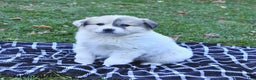 Great Pyrenees dogs for sale: Janie - Ad 6