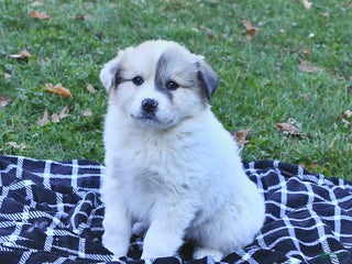 Great Pyrenees dogs Janie - Ad 2