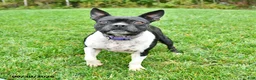Boston Terrier dogs for sale: Gloria - Ad 5
