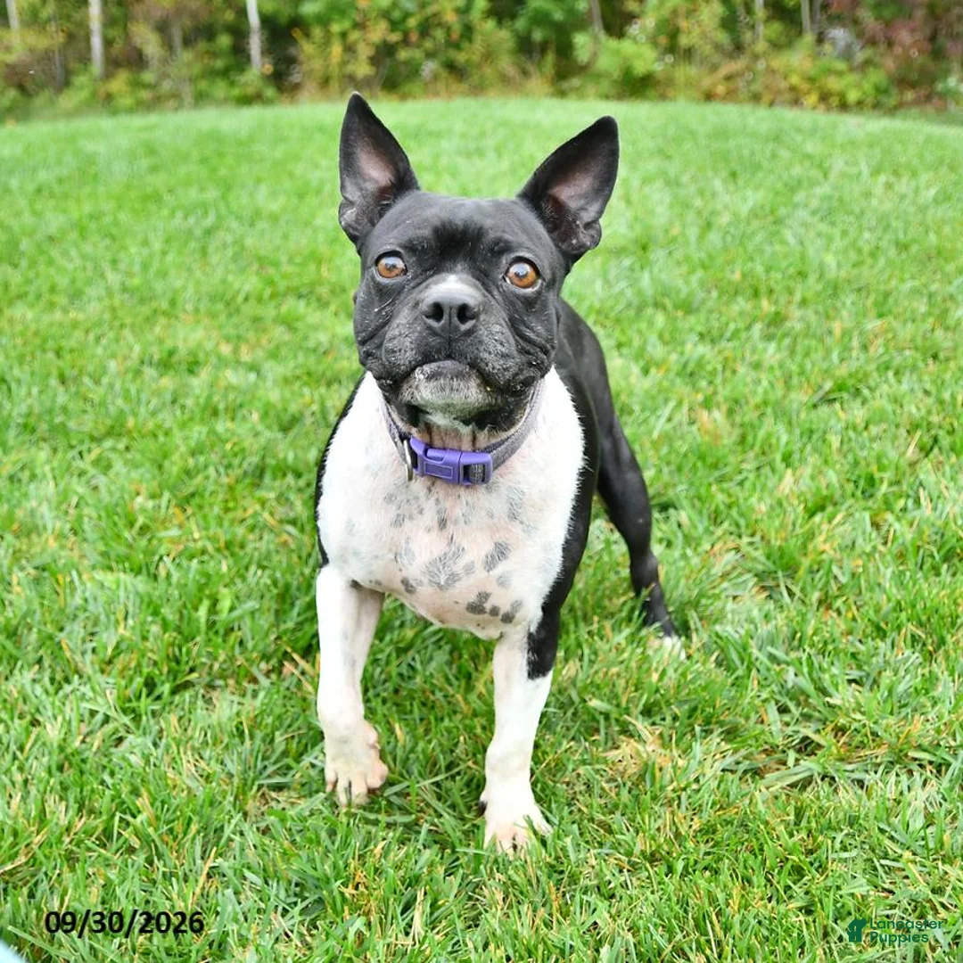 Boston Terrier dogs for sale: Gloria - Ad 5