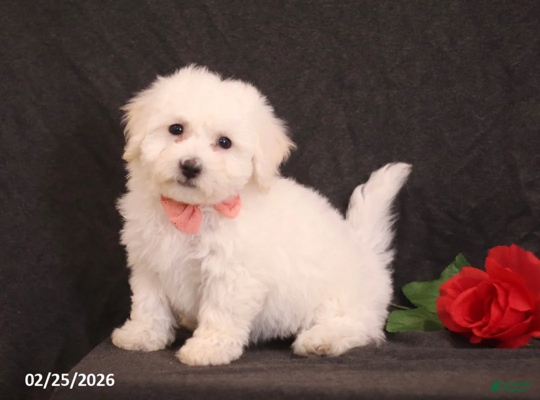 Bichon Frise dogs for sale: Blossom - Ad 1