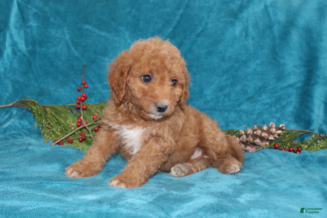 Mini Goldendoodle dogs for sale: Teddy - Ad 2