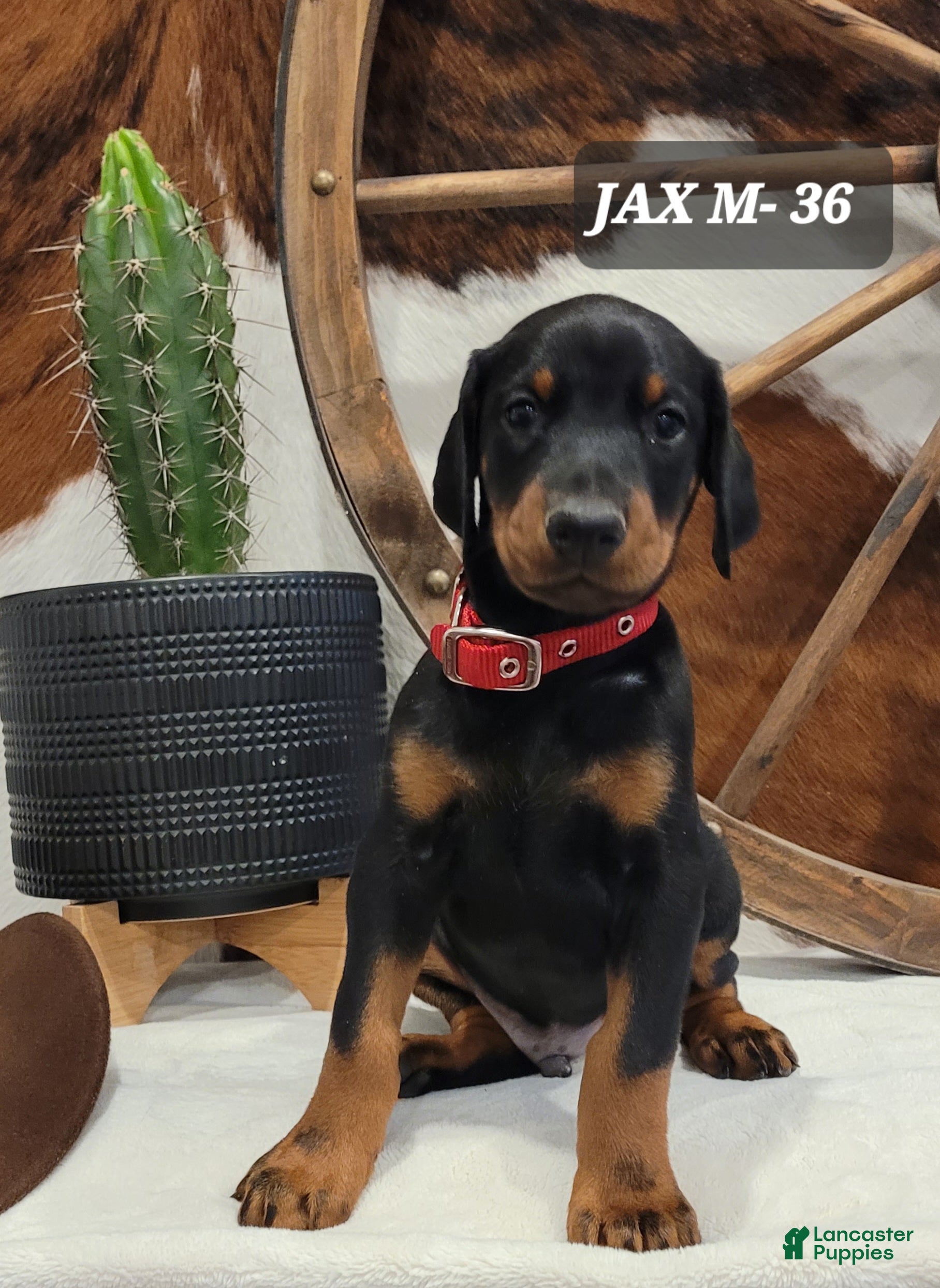 Doberman Pinscher dogs Doberman Pinscher Puppy 5 - Ad 1