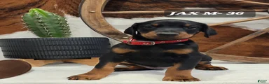 Doberman Pinscher Puppy 5
