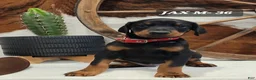 Doberman Pinscher dogs for sale: Doberman Pinscher Puppy 5 - Ad 1