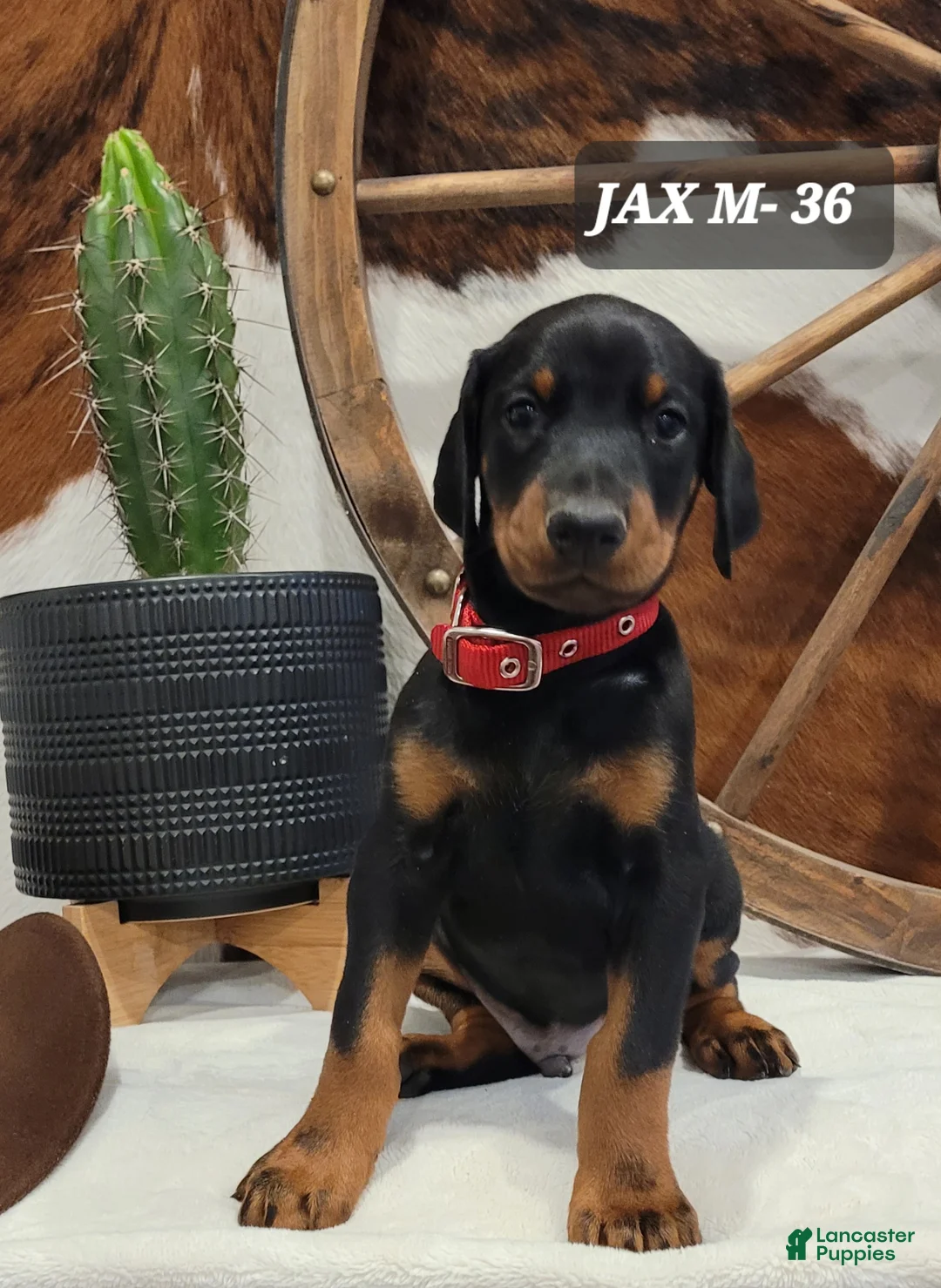 Doberman Pinscher dogs for sale: Doberman Pinscher Puppy 5 - Ad 1