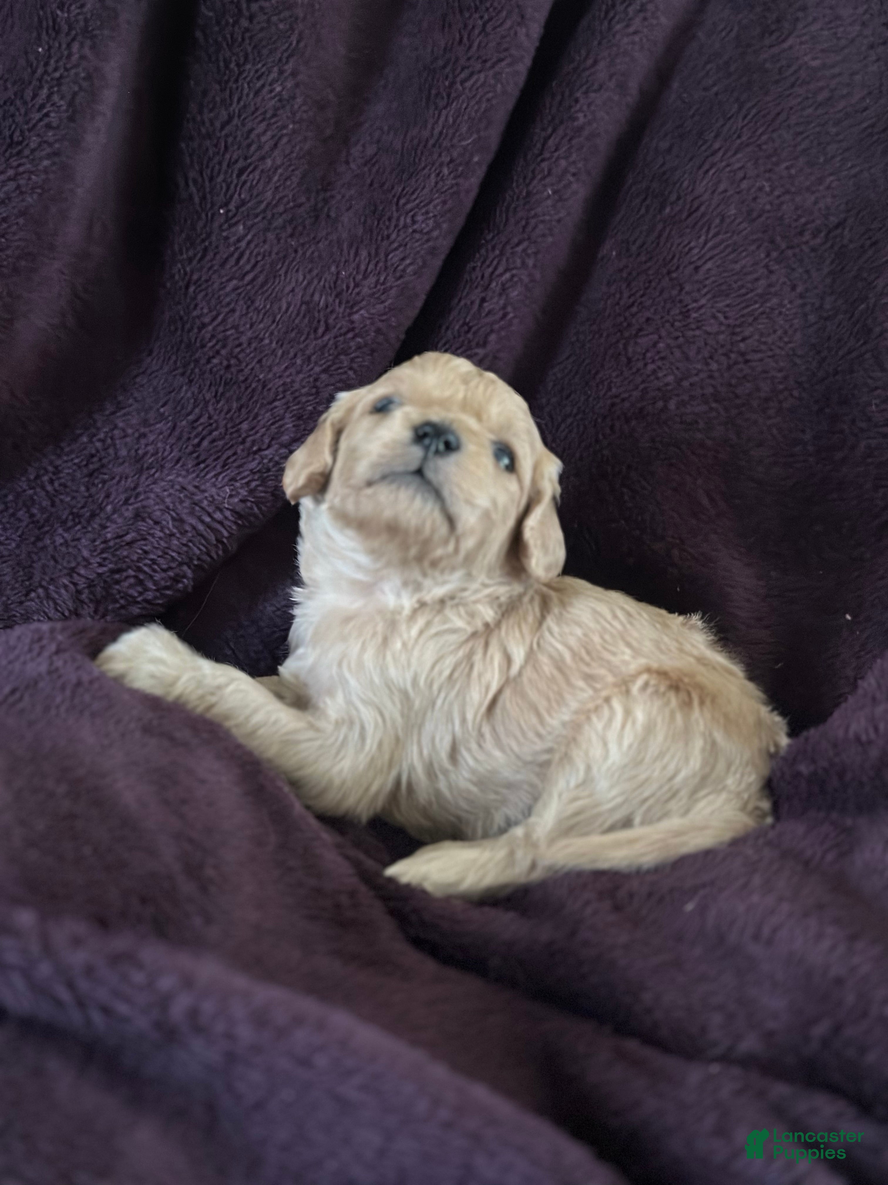 Mini Goldendoodle dogs Thyme - Ad 17