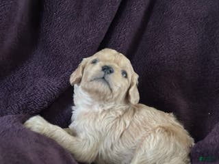 Mini Goldendoodle dogs Thyme - Ad 2