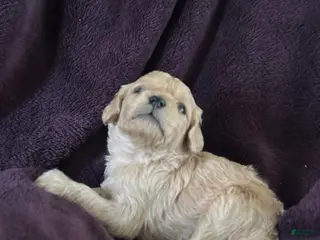 Mini Goldendoodle dogs Thyme - Ad 23