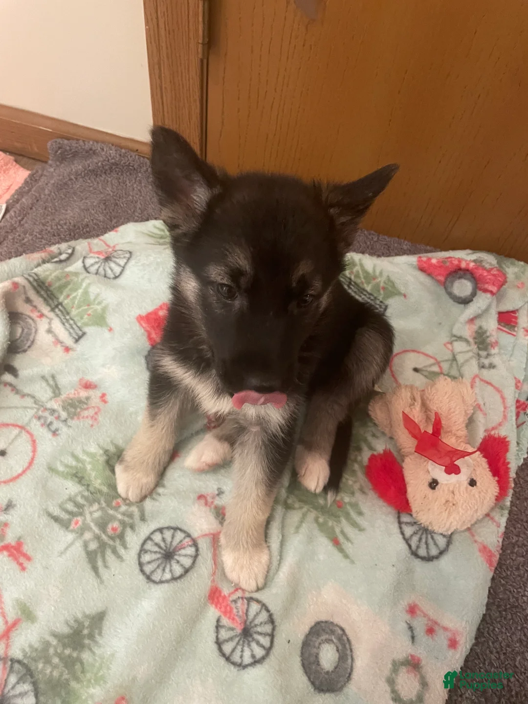 Gerberian Shepsky dogs for sale: Gerberian Shepsky Puppy 1 - Ad 2
