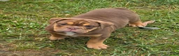 English Bulldog dogs for sale: Tootsie Chocolate and tan  - Ad 15