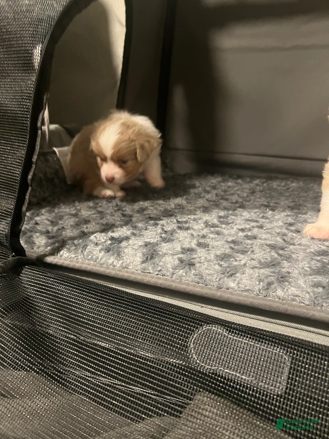 Toy Australian Shepherd dogs for sale: Toy Australian Shepherd Minnie Mouse - Ad 10