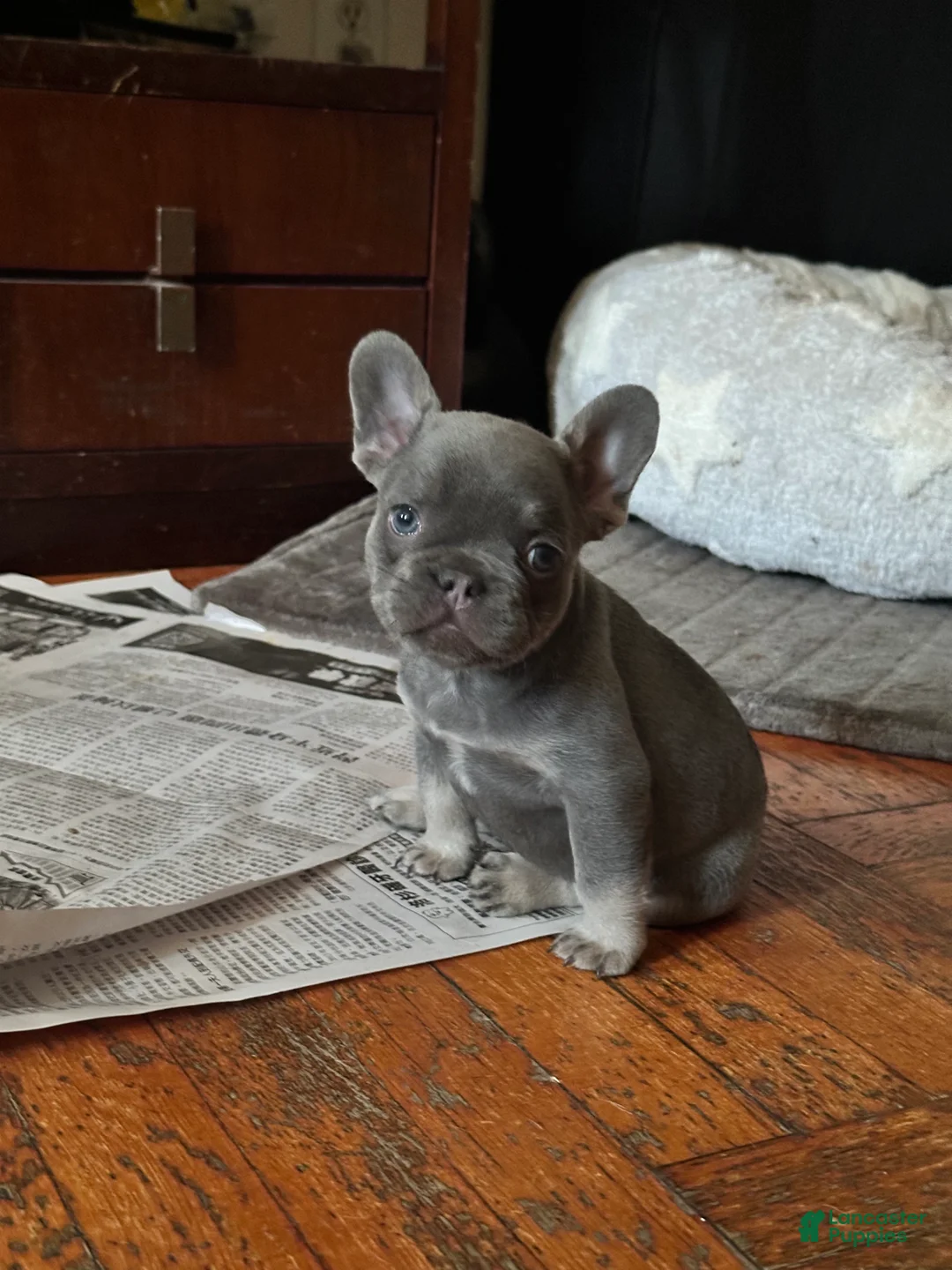French Bulldog dogs for sale: Frankenberry - Ad 2