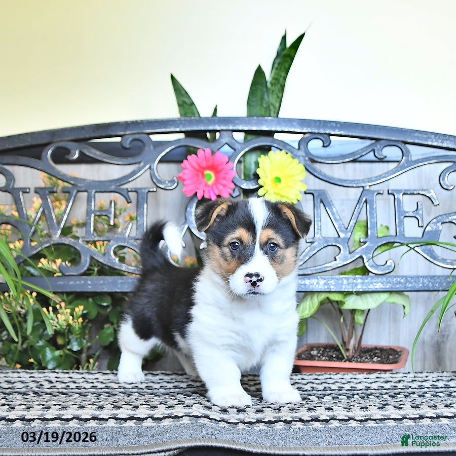 Welsh Corgi Pembroke dogs Skyler - Ad 1