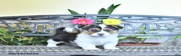 Welsh Corgi Pembroke dogs for sale: Skyler - Ad 1