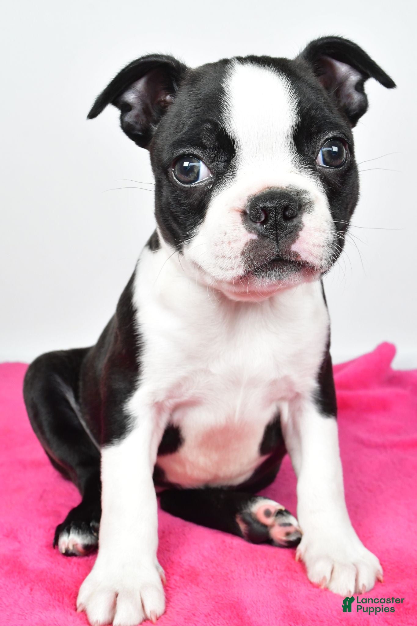 Boston Terrier dogs Violet - Ad 2