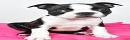Boston Terrier dogs for sale: Violet - Ad 2