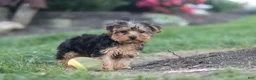 Yorkiepoo dogs for sale: Beckham - Ad 16