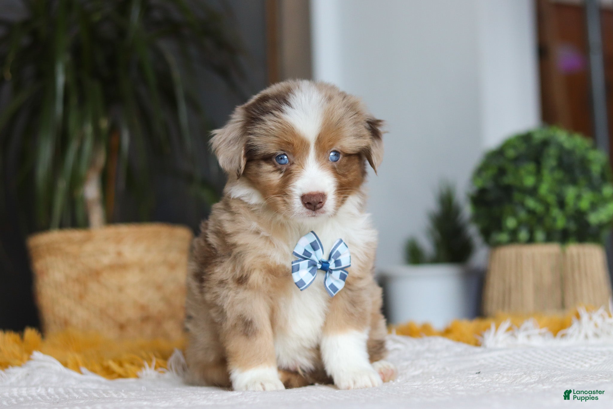 Australian Shepherd dogs Bindi - Ad 1