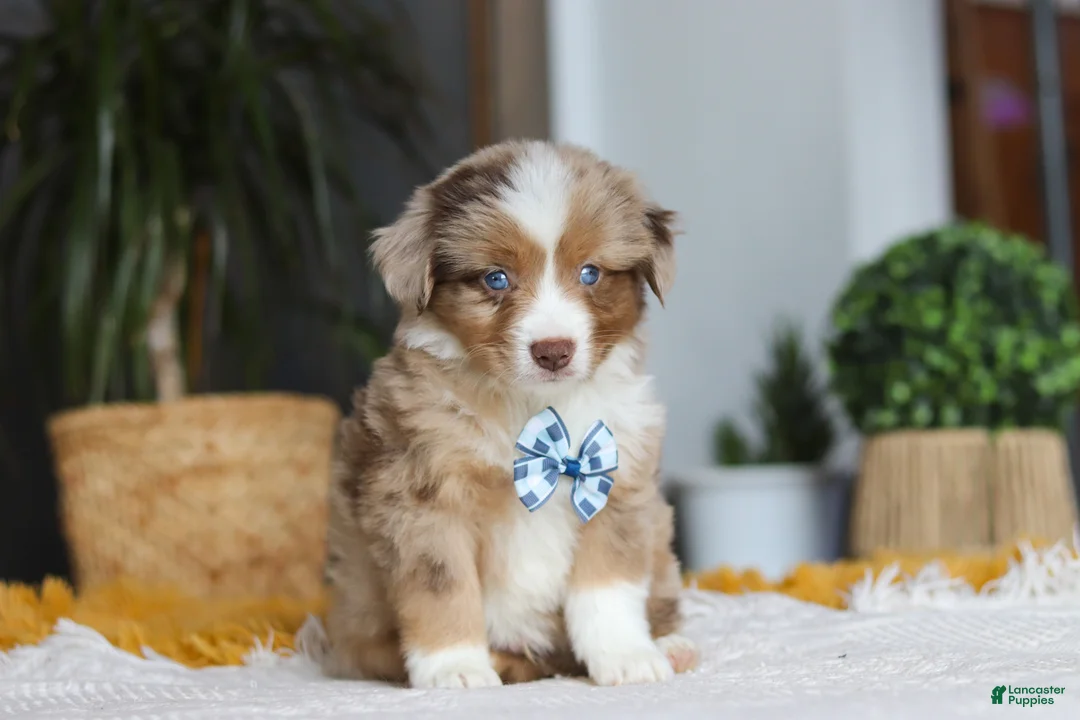 Australian Shepherd dogs for sale: Bindi - Ad 1