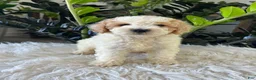Mini Goldendoodle dogs for sale: Kenyon - Ad 2