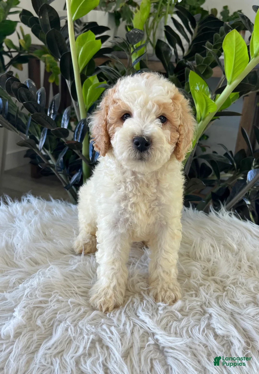 Mini Goldendoodle dogs for sale: Kenyon - Ad 2