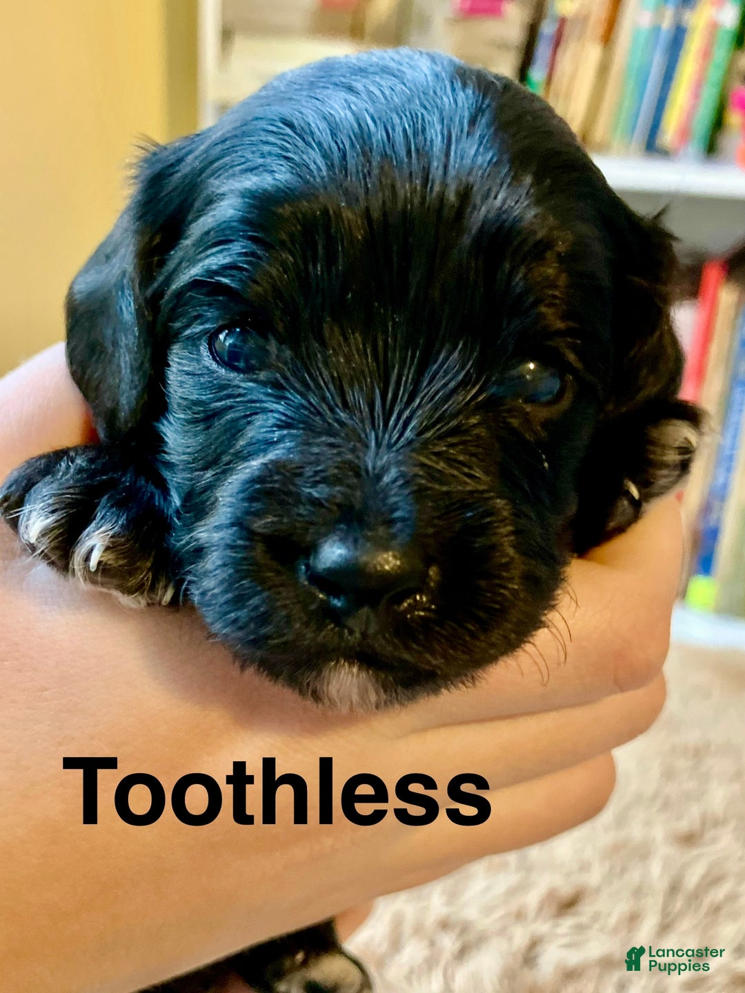Cavapoo dogs for sale: Toothless - Ad 2