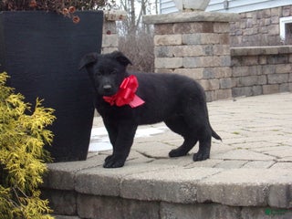 German Shepherd dogs Purple collar - Ad 12