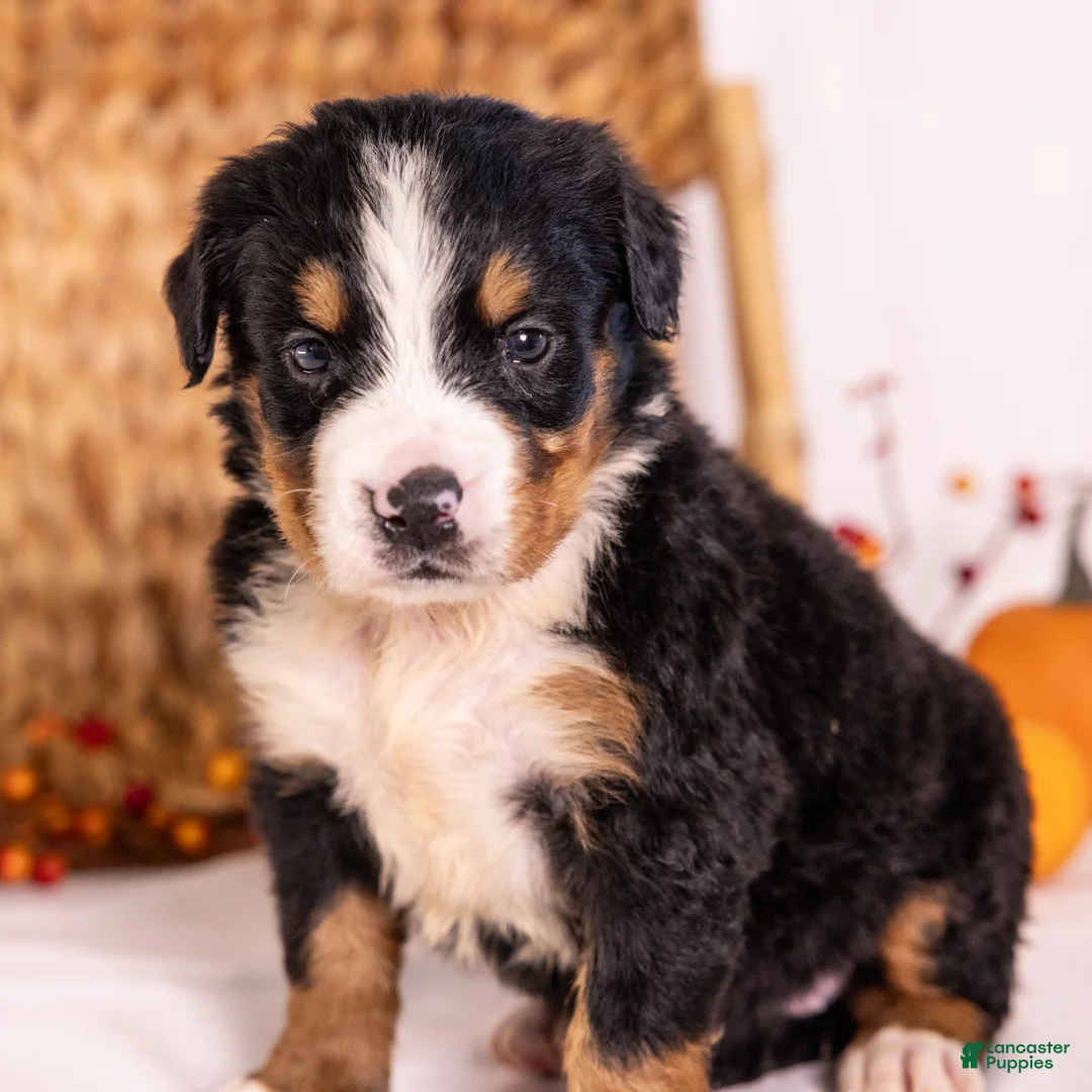 Bernese Mountain Dog dogs for sale: Robin - Ad 2
