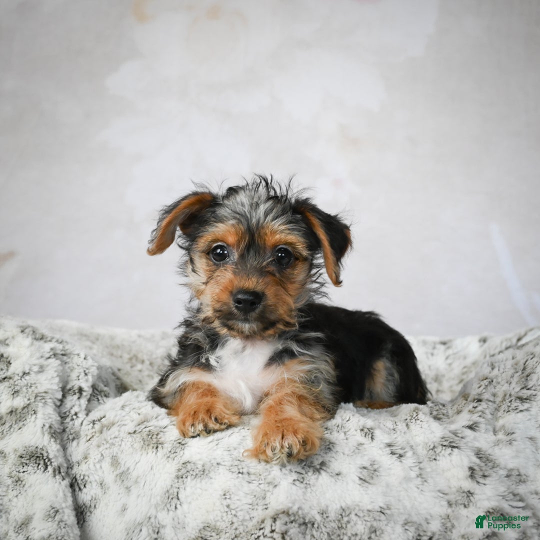 Yorkshire Terrier dogs for sale: Jerry - Ad 10