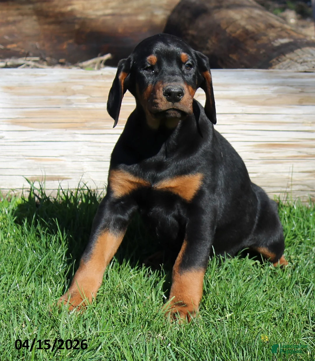 Doberman Pinscher dogs for sale: Ralph - Ad 1