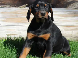 Doberman Pinscher dogs for sale: Ralph - Ad 2