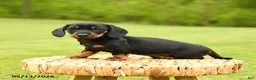 Dachshund dogs for sale: Anastasia - Ad 5