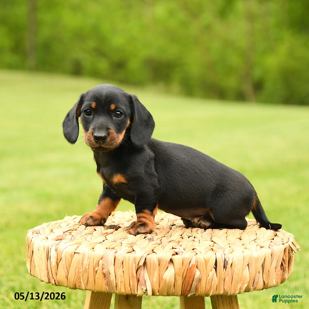 Dachshund dogs for sale: Anastasia - Ad 5