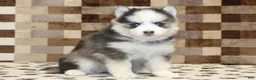 Pomsky dogs for sale: Indy - Ad 4