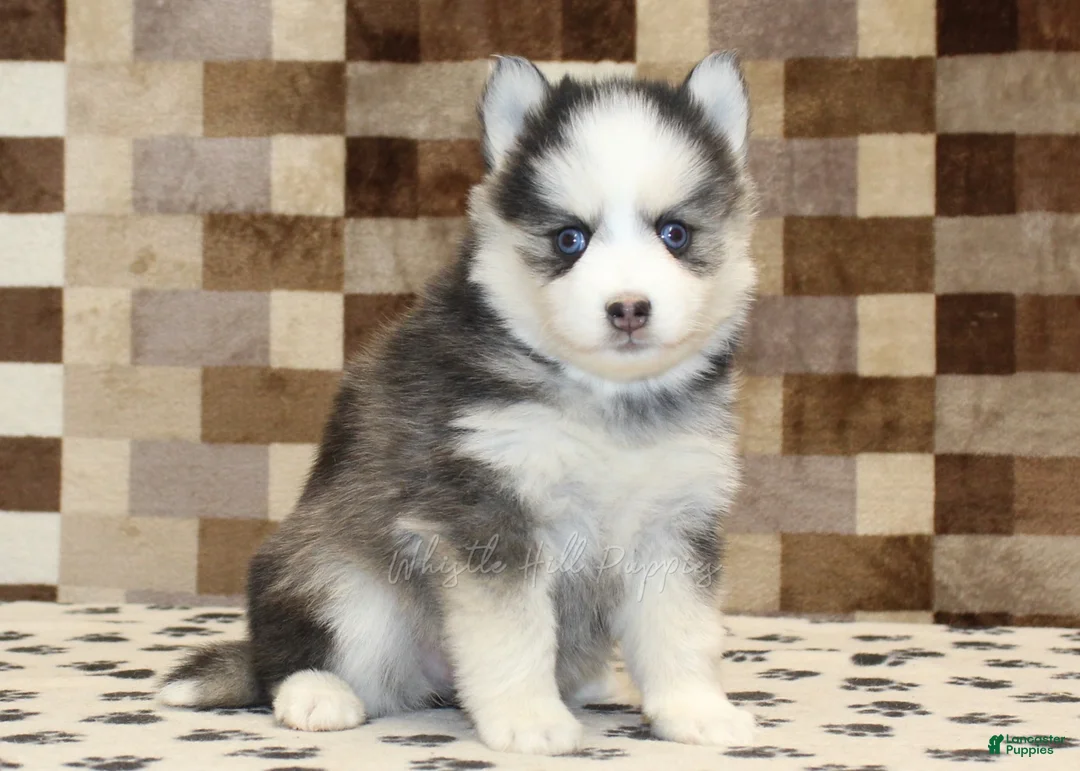 Pomsky dogs for sale: Indy - Ad 4