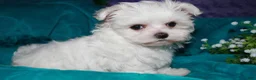 Maltese dogs for sale: Fannie - Ad 18